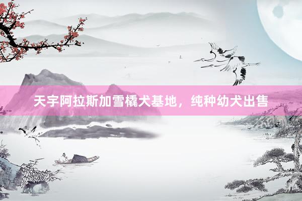 天宇阿拉斯加雪橇犬基地，纯种幼犬出售